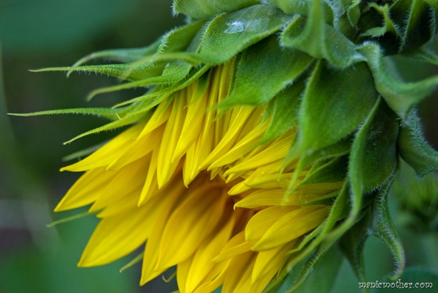 [sunflower18.jpg]