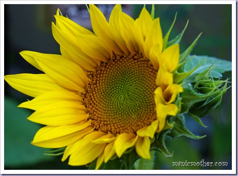 sunflower2
