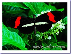 butterfly9