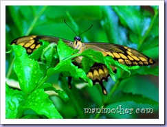 butterfly7