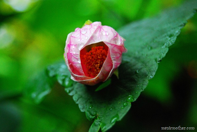 [pinkflower4.jpg]