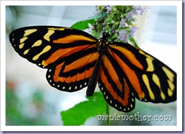 butterfly1