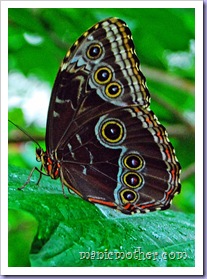 butterfly5
