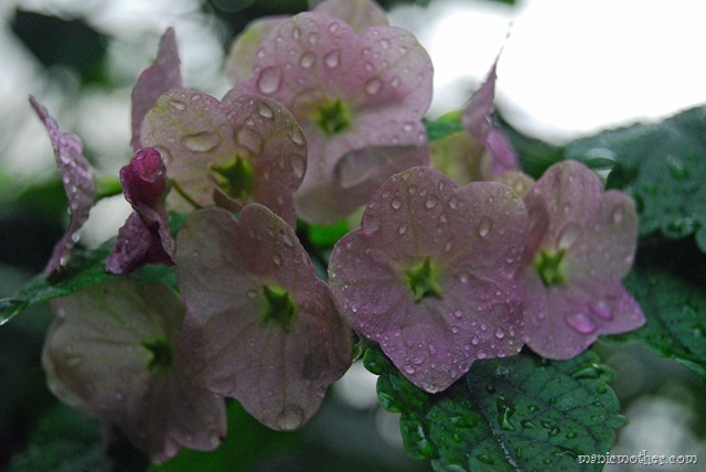[pinkflowers4.jpg]