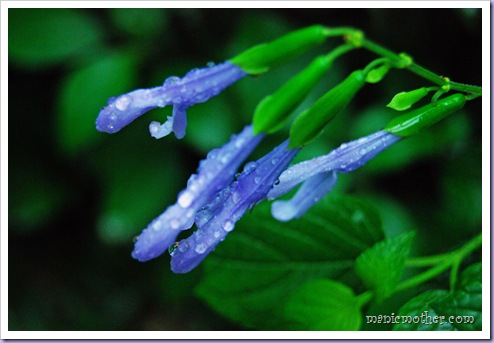 bflower1