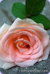 therose