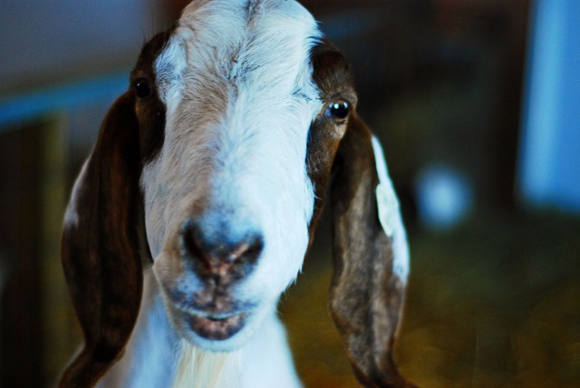[barngoat3.jpg]