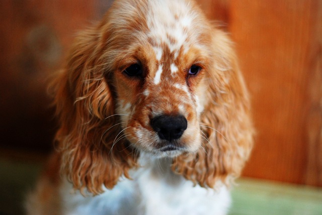 [puppybarn4.jpg]