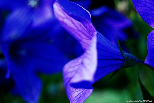 [flower2[7].jpg]