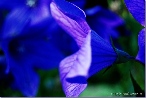 flower2