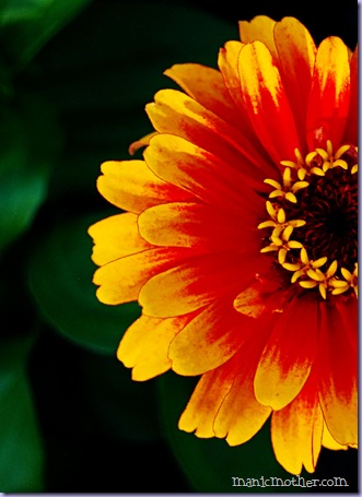 dahlia2