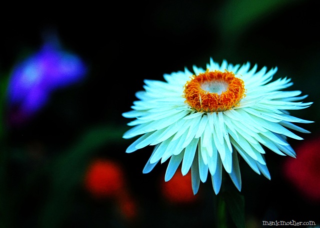 [whitestrawflower1[6].jpg]