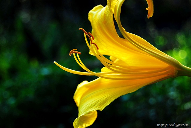 [yellowlily1[8].jpg]