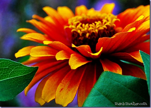 dahlia11
