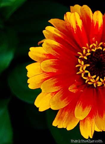 dahlia2