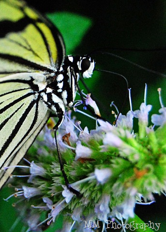 [butterfly111[8].jpg]