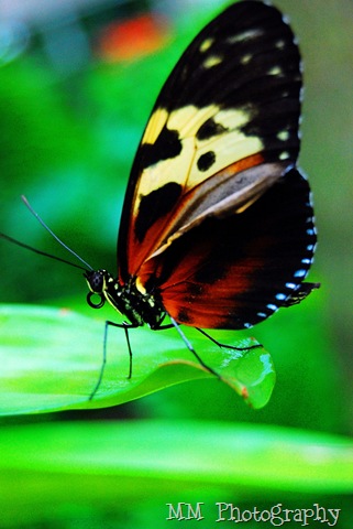 [butterfly122[8].jpg]