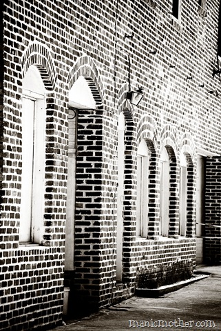 [micanopy0453.jpg]