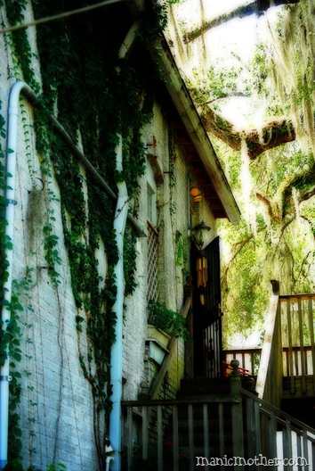 ivy covered building