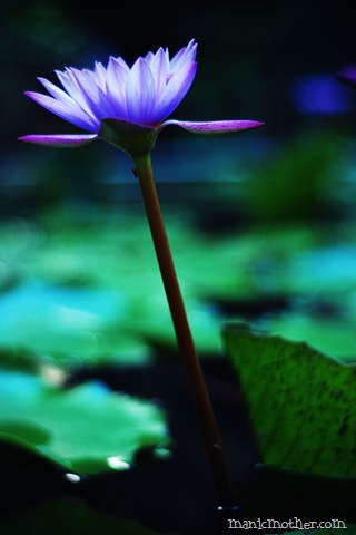 [waterlily7.jpg]