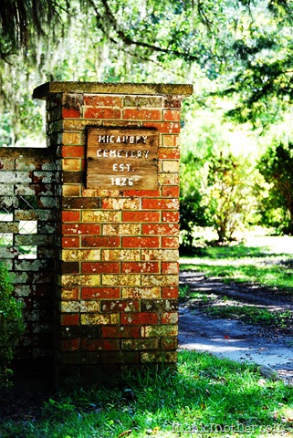 [micanopy343copy3.jpg]