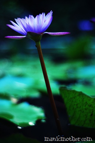 [waterlily[3].jpg]