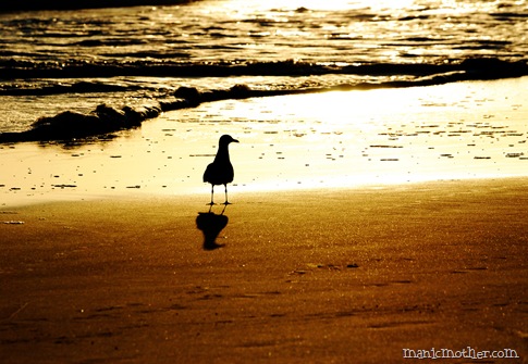bird
