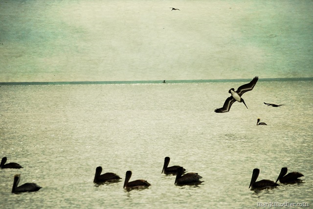 [birdstexture[12].jpg]