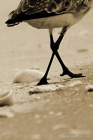 [birdlegs copy copy[11].jpg]