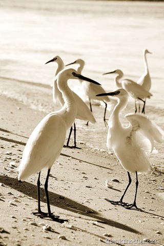 [birds2sepia[10].jpg]