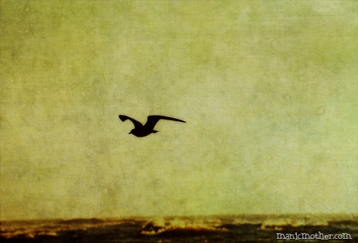 flown1 copy