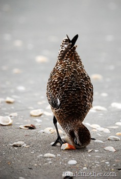 birdhead