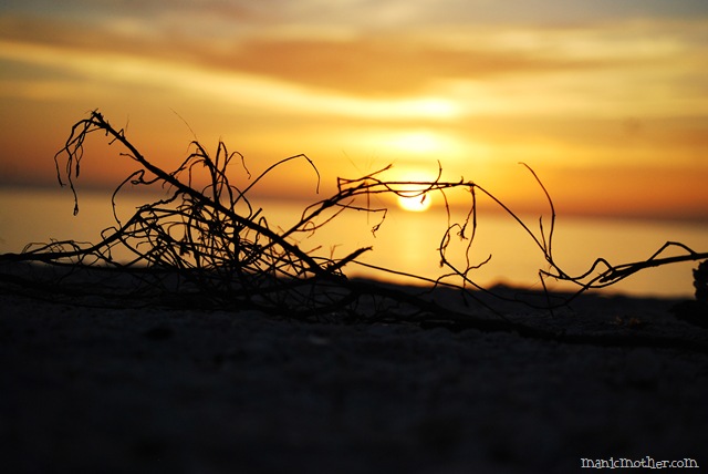 [sunsetweed[6].jpg]