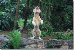 IMG_2490 IMG_2490