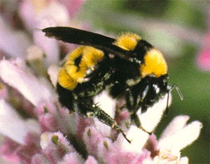 [american-bumble-bee[4].jpg]
