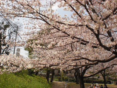 石手川公園の桜と、花見客のマナーの悪さ