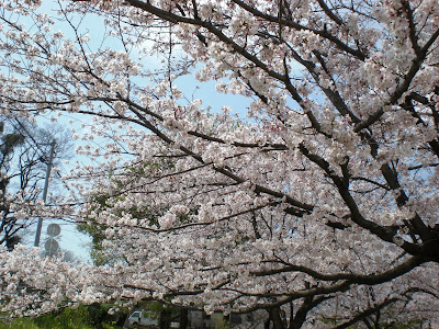 石手川公園の桜と、花見客のマナーの悪さ