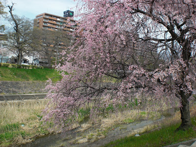 石手川公園の桜と、花見客のマナーの悪さ
