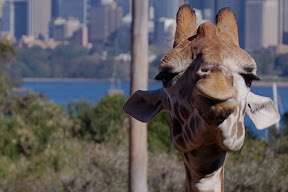 Giraffe2.jpg