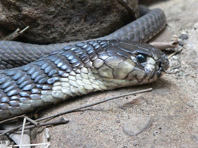 Snake1.jpg