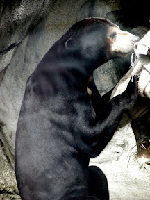 Sun Bear.JPG
