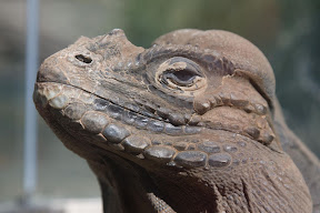 Lizard.jpg