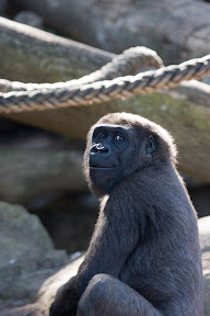 Chimp.jpg