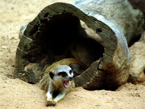 Meerkat.jpg