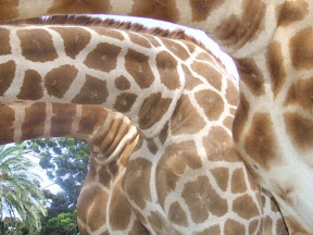 Giraffe necks.JPG