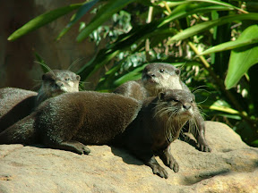 otter.JPG