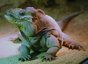 Iguana.jpg