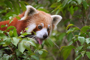 Red Panda 2.jpg