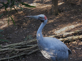 Brolga.JPG