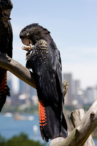 Red Tailed Black Cockatoo.jpg